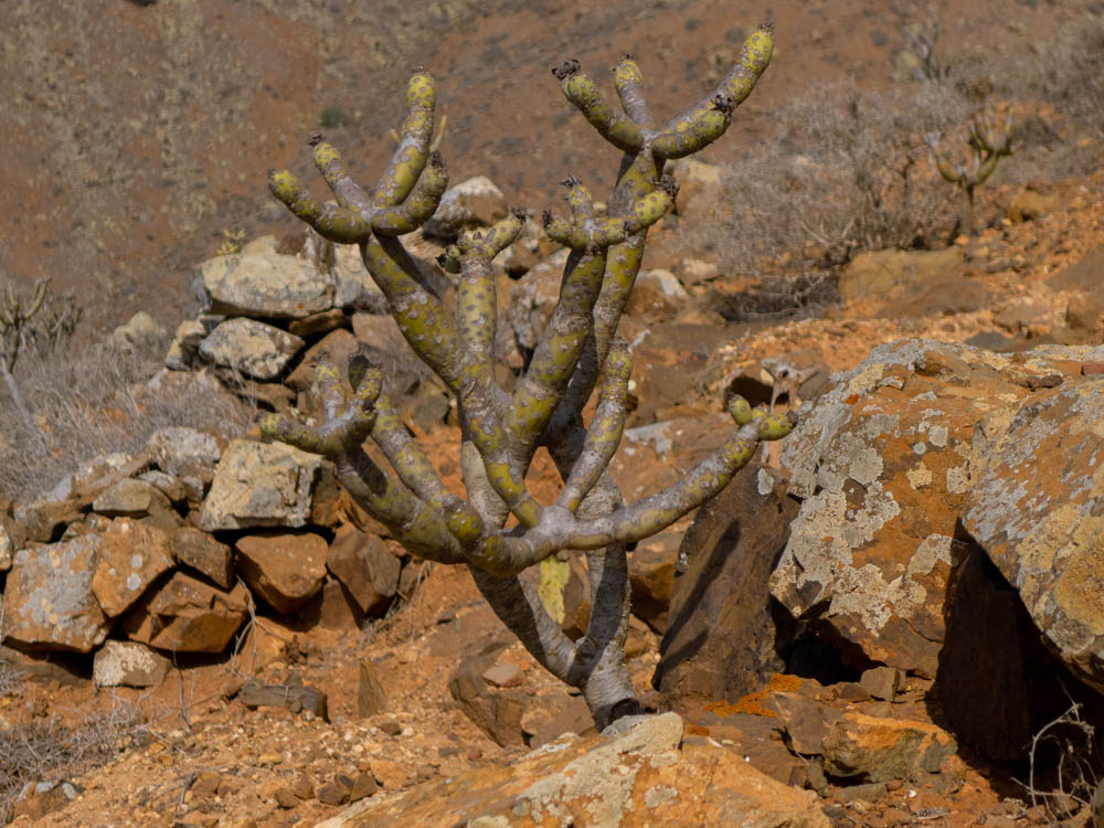 Fuerteventura wanderung